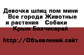 Девочка шпиц пом мини - Все города Животные и растения » Собаки   . Крым,Бахчисарай